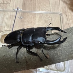 久留米産　オオクワガタ70mm ♂♀ペアの画像