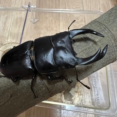 久留米産　オオクワガタ70mm ♂♀ペア