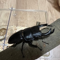 久留米産　オオクワガタ70mm ♂♀ペアの画像