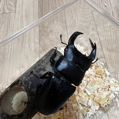 ホペイオオクワガタ　CB  福建省　68mm ♂単の画像
