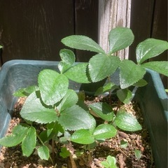 クリスマスローズ