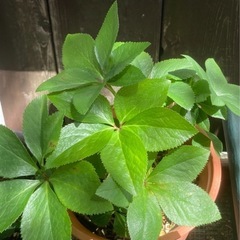 クリスマスローズの画像