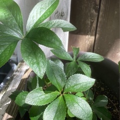 クリスマスローズの画像