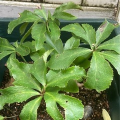 クリスマスローズの画像