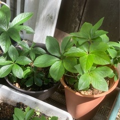 クリスマスローズの画像