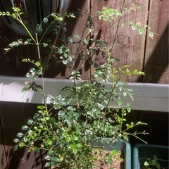 トネリコの画像