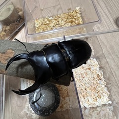 国産オオクワガタ　♂♀ペア