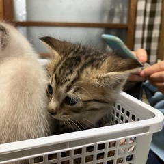 2025年4月3日生まれ❤︎可愛い子猫❤︎