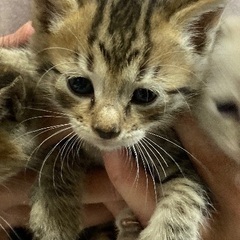 2025年4月3日生まれ❤︎可愛い子猫❤︎