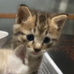 2025年4月3日生まれ❤︎可愛い子猫❤︎