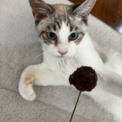 5月24日（土）💚🌟三鷹で猫の譲渡会💚🌟　グレー白の　男の子　1...