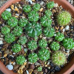 観葉植物