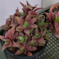 観葉植物の画像