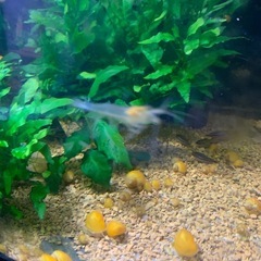 【熱帯魚】 ゴールデンアップルスネール