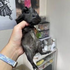 モルモットの里親さん募集中です！🐹🏠💕