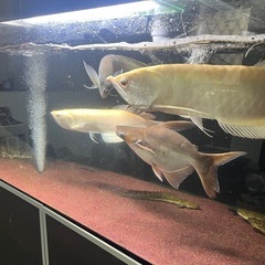 値下げしました！
アロワナ、ポリプテルス、古代魚、大型魚の画像