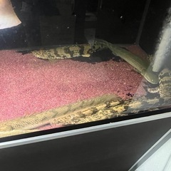 値下げしました！
アロワナ、ポリプテルス、古代魚、大型魚の画像