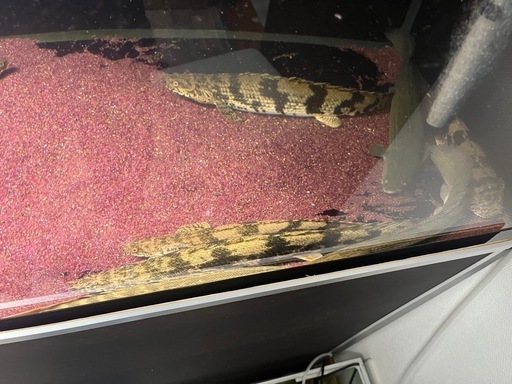 値下げしました！
アロワナ、ポリプテルス、古代魚、大型魚