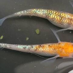 (決まりました)めだか🐟三色同刻💖ワンペア