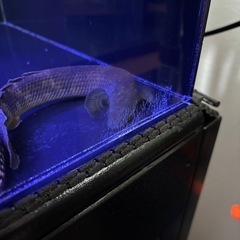 引き取り者決定　120×45×45 オーバーフロー アクリル水槽 水槽台一式の画像