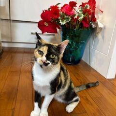 5月24日（土）💚🌟三鷹で猫の譲渡会💚🌟　三毛猫の女の子　生後9...