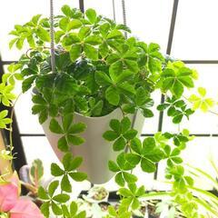 観葉植物 シュガーバイン