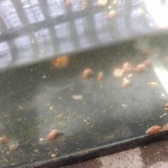 レッドラムズホーン 
② 　赤系　２０匹　
