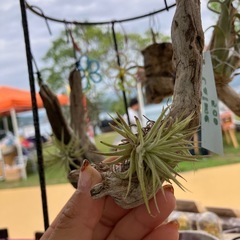 エアプランツ