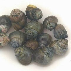 🍀メダカ🍀タニシ10匹　200円