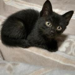 黒子猫兄弟で遺棄されて。