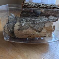 カブトムシ　クワガタ用中古　産卵木　3本