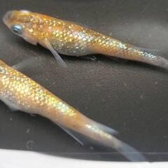 (決まりました)めだか🐟みかん三色🍊ワンペア