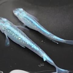 (決まりました)めだか🐟ジャパンブルー🇯🇵ワンペアの画像