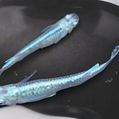 (決まりました)めだか🐟ジャパンブルー🇯🇵ワンペア