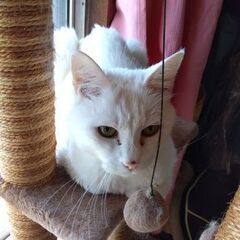 大人猫とおだやかにのんびり一緒に過ごしていただける方お願いします①