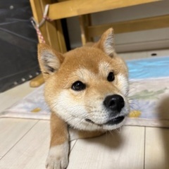 柴犬　パピー