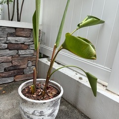 観葉植物ストレリチアニコライ大