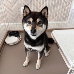 黒豆柴3才、容姿性格ピカイチです！
