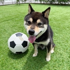 【譲渡先決まりました】黒豆柴3才、容姿性格ピカイチです！ - 豊田市