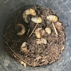 カブトムシの幼虫