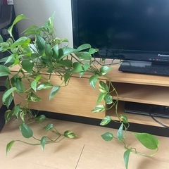 Moving Sale! Pothos (ポトス)