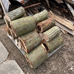 杉と銀杏の木　【新潟市西蒲区】