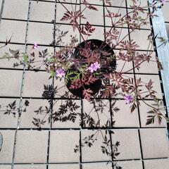 姫フウロソウ　鉢植え　2