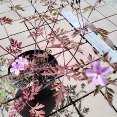 姫フウロソウ　鉢植え　2の画像