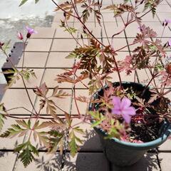 姫フウロソウ　鉢植え一つ　3の画像
