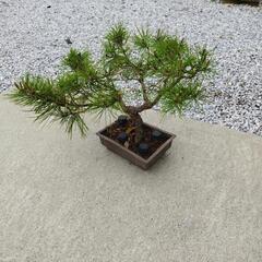 アカマツミニ盆栽の画像