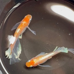 レッドクリフRLF 爆産中