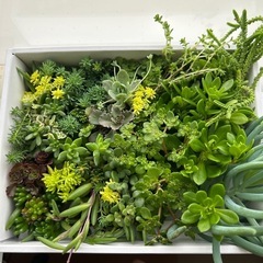多肉植物　寄せ植え　セダム
