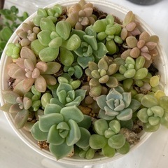 多肉植物　寄せ植え
