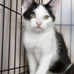 5月24日（土）💚🌟三鷹で猫の譲渡会💚🌟　ハチワレの女の子　生後...